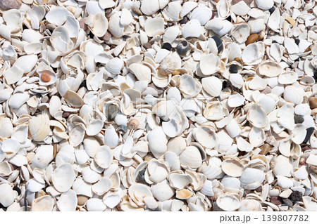 Broken white shells on beach background texture 139807782