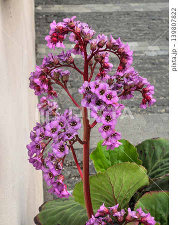 Bergenia Cordifolia Flowers Blooming in Spring Garden 139807822