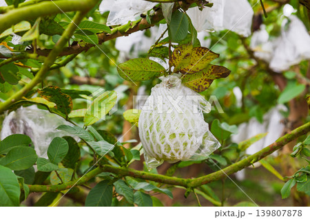 Net Bag Protecting Fruit Among Leaves 139807878