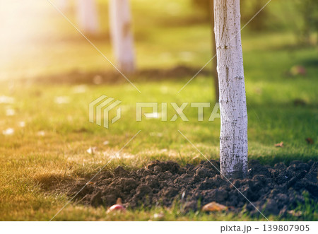 Whitewashed bark of tree growing in sunny orchard garden on blurred green copy space background. Whitewashed bark of tree growing in sunny orchard garden on blurred green copy space background. 139807905