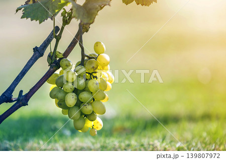 Close-up of vine branch with green leaves and isolated golden ye 139807972