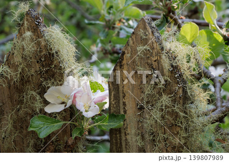 Apple blossom growing by an old wooden picket fence covered in lichen Apple blossom growing by an old wooden picket fence covered in lichen 139807989
