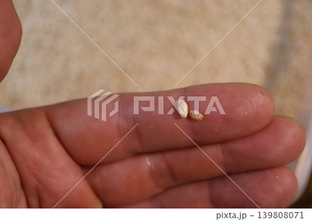 Rice Grains on Finger Close-Up Rice Grains on Finger Close-Up 139808071
