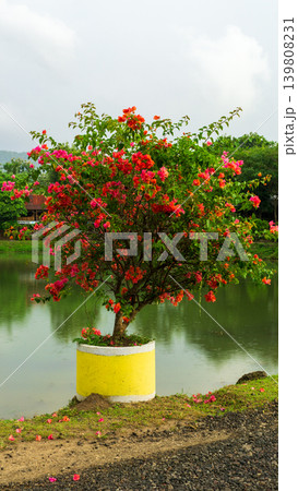 Isolated soft pink bougainvillea flower cluster, natural ornamental plant element. 139808231