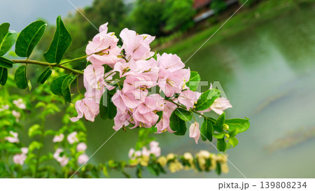 Isolated soft pink bougainvillea flower cluster, natural ornamental plant element. Isolated soft pink bougainvillea flower cluster, natural ornamental plant element. 139808234