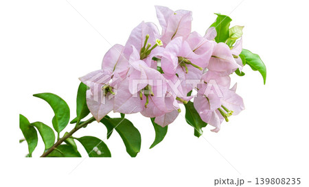 Isolated soft pink bougainvillea flower cluster, natural ornamental plant element. Isolated soft pink bougainvillea flower cluster, natural ornamental plant element. 139808235