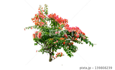 Isolated soft pink bougainvillea flower cluster, natural ornamental plant element. Isolated soft pink bougainvillea flower cluster, natural ornamental plant element. 139808239