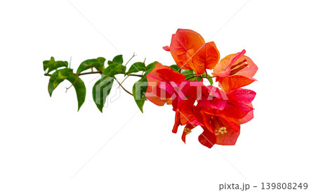 Isolated soft pink bougainvillea flower cluster, natural ornamental plant element. Isolated soft pink bougainvillea flower cluster, natural ornamental plant element. 139808249