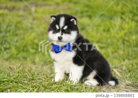 A small, fluffy black and white Husky puppy sits on a green lawn wearing a stylish blue bow tie. The puppy has a serious yet adorable expression while looking at the camera. A small, fluffy black and white Husky puppy sits on a green lawn wearing a stylish blue bow tie. The puppy has a serious yet adorable expression while looking at the camera. 139808801