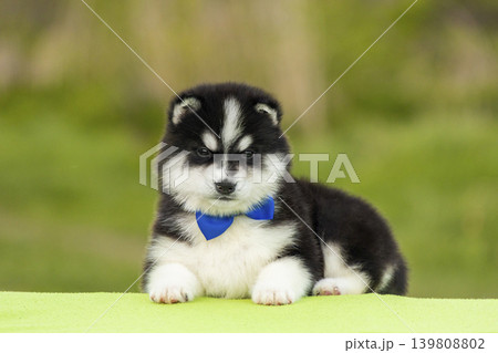 An adorable black and white Husky puppy rests on a soft green surface wearing a bright blue bow tie. This young dog features a very fluffy coat and a focused look An adorable black and white Husky puppy rests on a soft green surface wearing a bright blue bow tie. This young dog features a very fluffy coat and a focused look 139808802