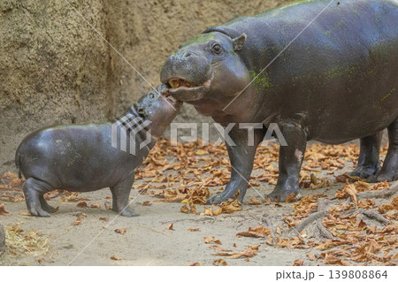 Pygmy hippopotamus Choeropsis liberiensis with mother 139808864