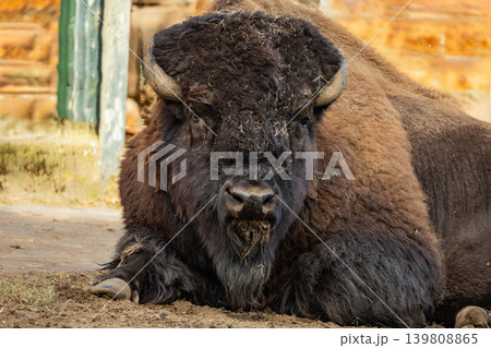 close up portrait of a large male bison close up portrait of a large male bison 139808865