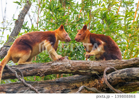 Goodfellow's Tree Kangaroo, portrait of very cute rare red animal. Goodfellow's Tree Kangaroo, portrait of very cute rare red animal. 139808868
