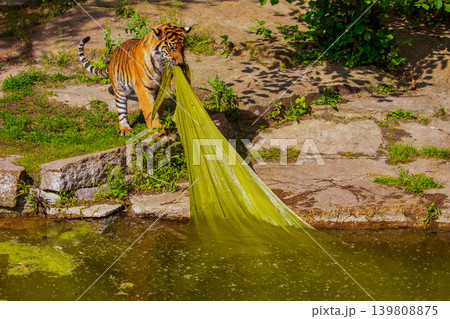 critically endangered Sumatran tiger critically endangered Sumatran tiger 139808875