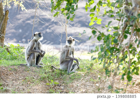 black faced grey langur monkey in Yala National Park, Sri Lanka 139808885