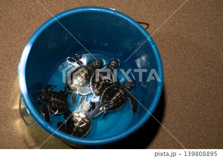 Baby turtle in a farm. Top view Baby turtle in a farm. Top view 139808895