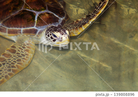 Baby turtle in a farm 139808896