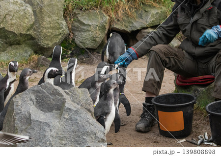 Invitation for a handshake with the curious Magellanic penguin Invitation for a handshake with the curious Magellanic penguin 139808898