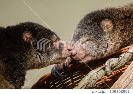 cute wild bear cuscus aulirops ursinus arboreal against blure background. cute wild bear cuscus aulirops ursinus arboreal against blure background. 139808901
