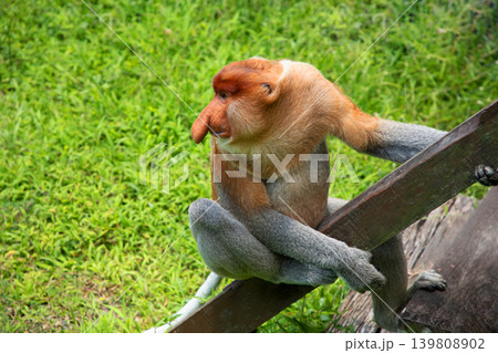 Proboscis Monkey Nasalis larvatus in mangrove rain forest Proboscis Monkey Nasalis larvatus in mangrove rain forest 139808902