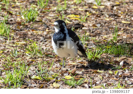 An Australian Magpie Lark walking on grass on a sunny day An Australian Magpie Lark walking on grass on a sunny day 139809137