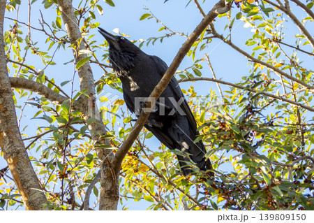 An Australian Raven bird sitting in a tree in the sunshine An Australian Raven bird sitting in a tree in the sunshine 139809150