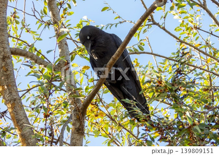 An Australian Raven bird sitting in a tree in the sunshine An Australian Raven bird sitting in a tree in the sunshine 139809151