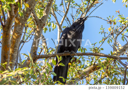 An Australian Raven bird sitting in a tree in the sunshine 139809152