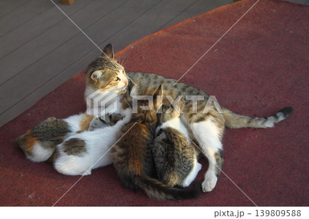cute cat family cute cat family 139809588