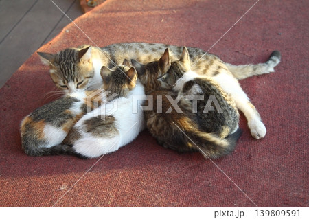 cute cat family cute cat family 139809591