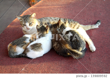 cute cat family cute cat family 139809592