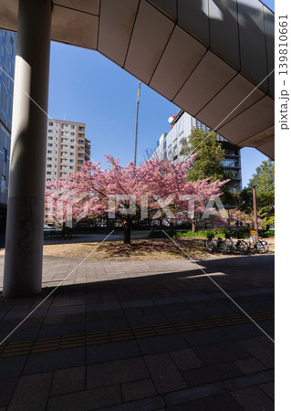 千葉市 都川公園の河津桜 千葉市 都川公園の河津桜 139810661