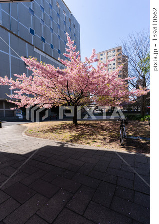千葉市 都川公園の河津桜 千葉市 都川公園の河津桜 139810662