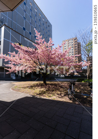 千葉市 都川公園の河津桜 千葉市 都川公園の河津桜 139810665