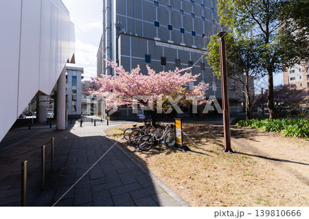 千葉市 都川公園の河津桜 千葉市 都川公園の河津桜 139810666