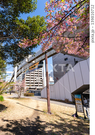 河津桜と千葉都市モノレールが彩る春の県庁前駅周辺風景 河津桜と千葉都市モノレールが彩る春の県庁前駅周辺風景 139810712