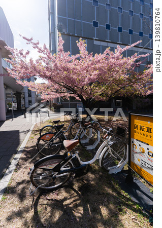 河津桜とシェアサイクルが並ぶ春の千葉市街 河津桜とシェアサイクルが並ぶ春の千葉市街 139810764