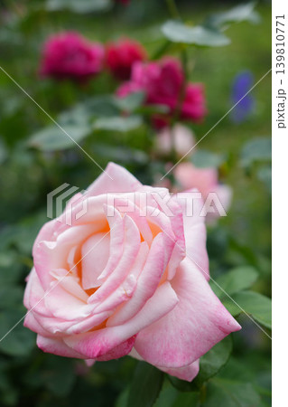 薔薇　神宮ばら園 139810771