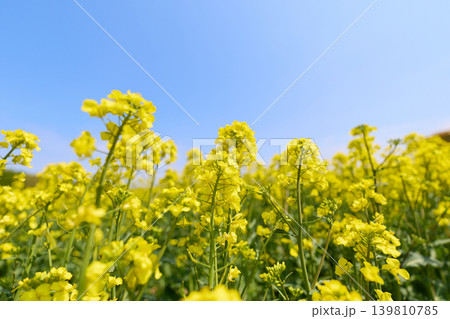 菜の花畑と青空 139810785