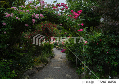 薔薇　神宮ばら園 139810850