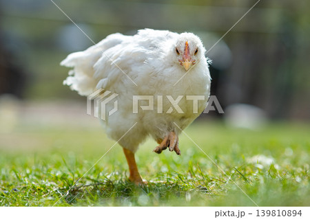 Hen feed on traditional rural barnyard. Close up of chicken standing on barn yard with green grass. Free range poultry farming concept. Hen feed on traditional rural barnyard. Close up of chicken standing on barn yard with green grass. Free range poultry farming concept. 139810894
