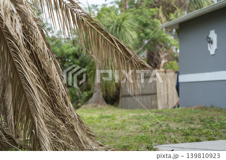 Dead palm tree with dry branches on Florida home backyard. Tree removal concept 139810923