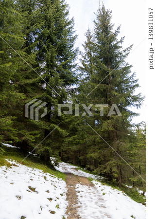 Vertical snowy alpine forest path in early spring Vertical snowy alpine forest path in early spring 139811057
