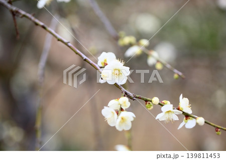 爽やか　白色シダレウメの花 139811453