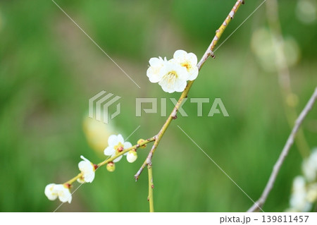 爽やか 白色シダレウメの花 爽やか 白色シダレウメの花 139811457