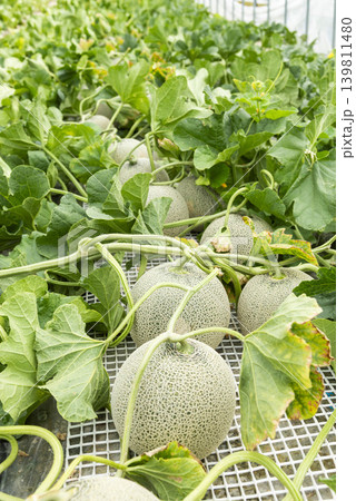 ハウス栽培で育つ網目メロンの果実が緑の葉に包まれ成長する様子 ハウス栽培で育つ網目メロンの果実が緑の葉に包まれ成長する様子 139811480