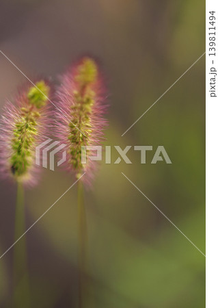 秋の草村赤く色ずいた　ねこじゃらしの穂 139811494