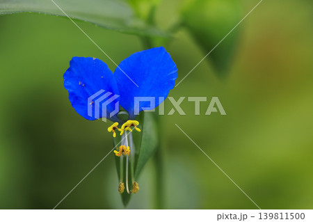 秋の野に咲く露草の花 秋の野に咲く露草の花 139811500