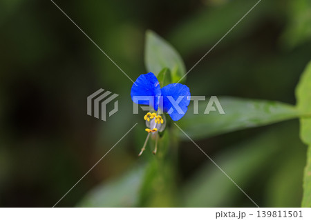 秋の野に咲く露草の花 139811501