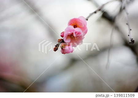 可愛い ピンクのシダレウメの花 可愛い ピンクのシダレウメの花 139811509